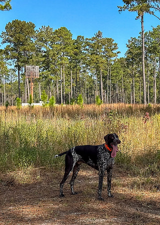 Pheasant Shoot 2025-52