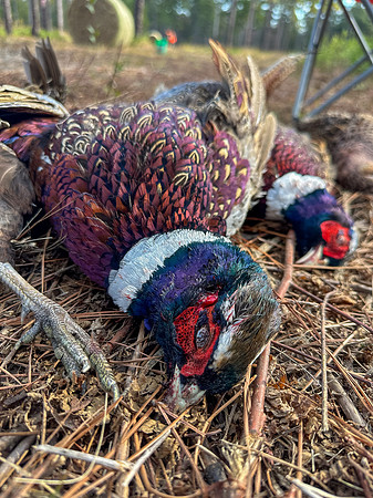 Pheasant Shoot 2025-55
