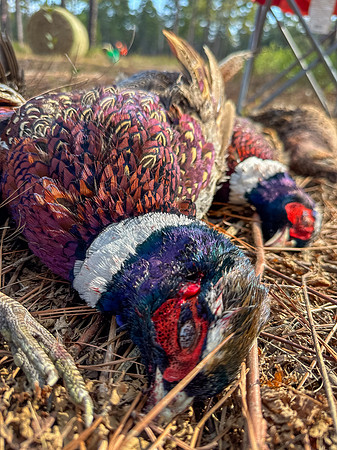 Pheasant Shoot 2025-56