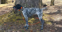 Pheasant Shoot 2025-03