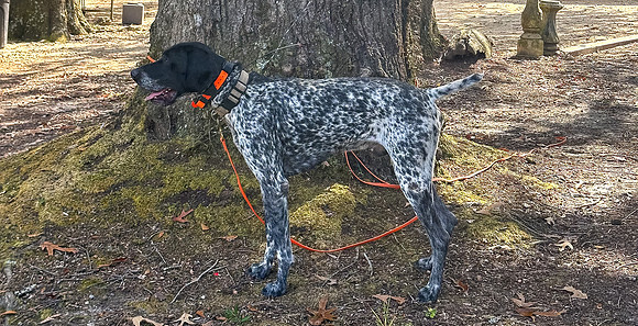 Pheasant Shoot 2025-03