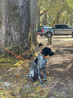 Pheasant Shoot 2025-04