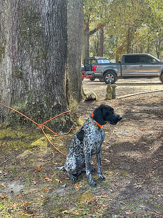 Pheasant Shoot 2025-04