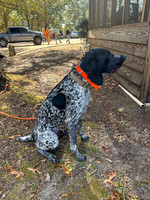 Pheasant Shoot 2025-08