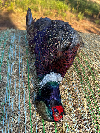 Pheasant Shoot 2025-29