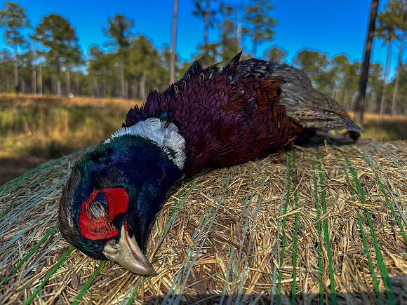 Pheasant Shoot 2025-30