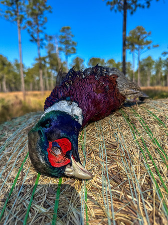 Pheasant Shoot 2025-31